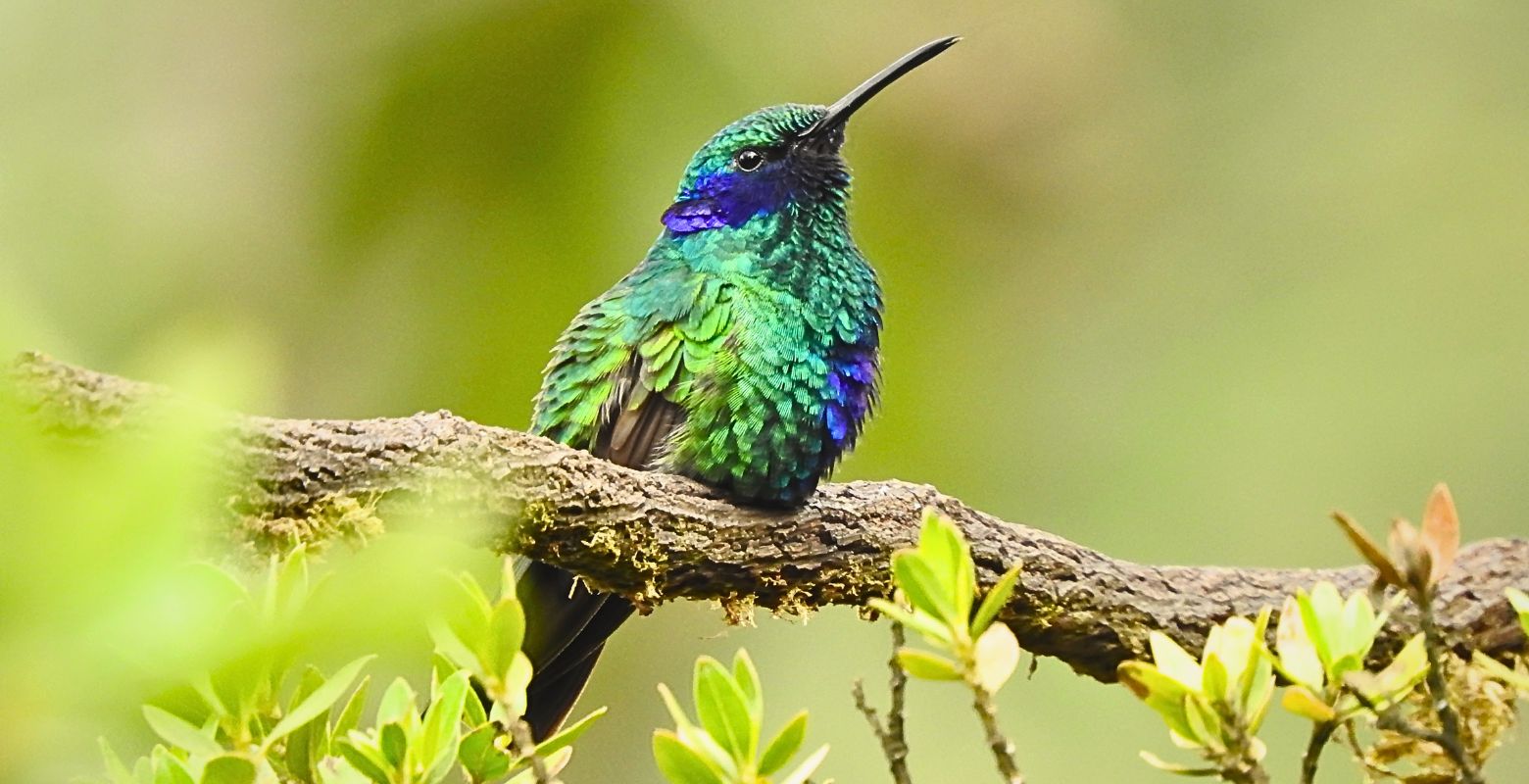Colibrí chillón posado sobre una rama en el Parque Metropolitano Timiza durante un recorrido de naturaleza en Kennedy, Bogotá.