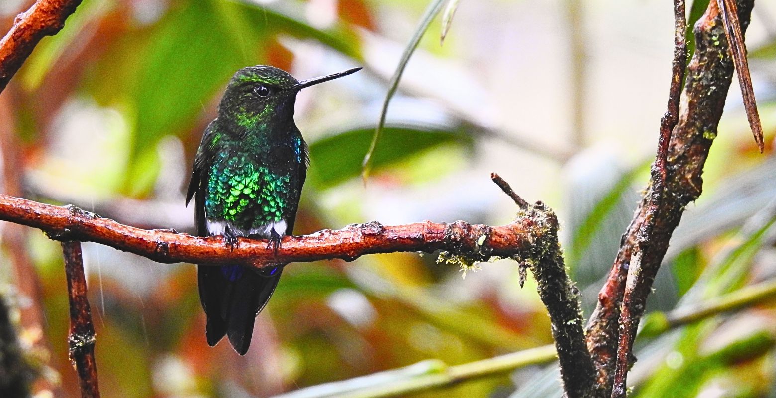Glowing Puffleg hummingbird perched in a cloud forest of Chingaza National Natural Park, Colombia.
