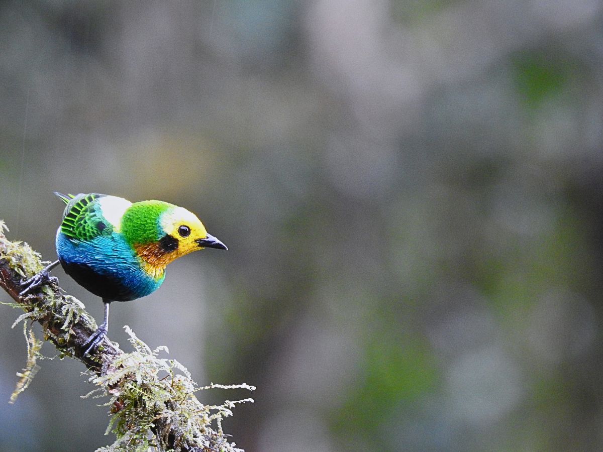 Multicolored Tanager (Chlorochrysa nitidissima), an endemic bird of Colombia, perched in an Andean cloud forest and sought after by birdwatchers visiting Colombia birding tours.