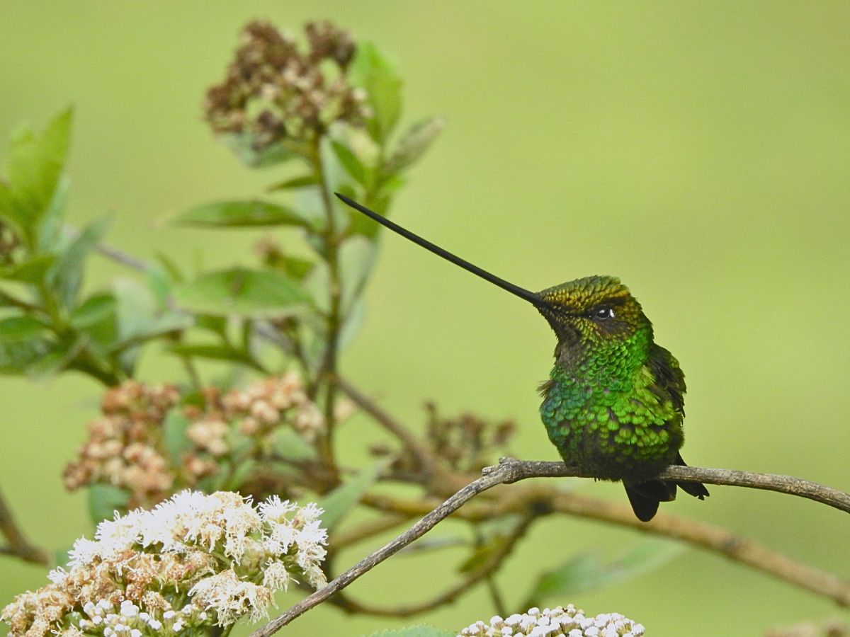 Sword-billed Hummingbird (Ensifera ensifera) perched among Andean flowers in Colombia, a spectacular highlight of Colombia birdwatching tours and Andean bird photography.