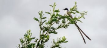 Riquezas Naturales del Parque Metropolitano Timiza
