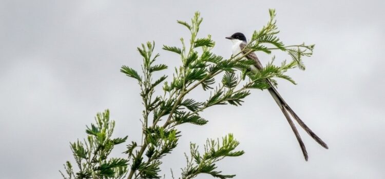 Tijereta observada durante un recorrido de naturaleza en el Parque Metropolitano Timiza, localidad de Kennedy, Bogotá.