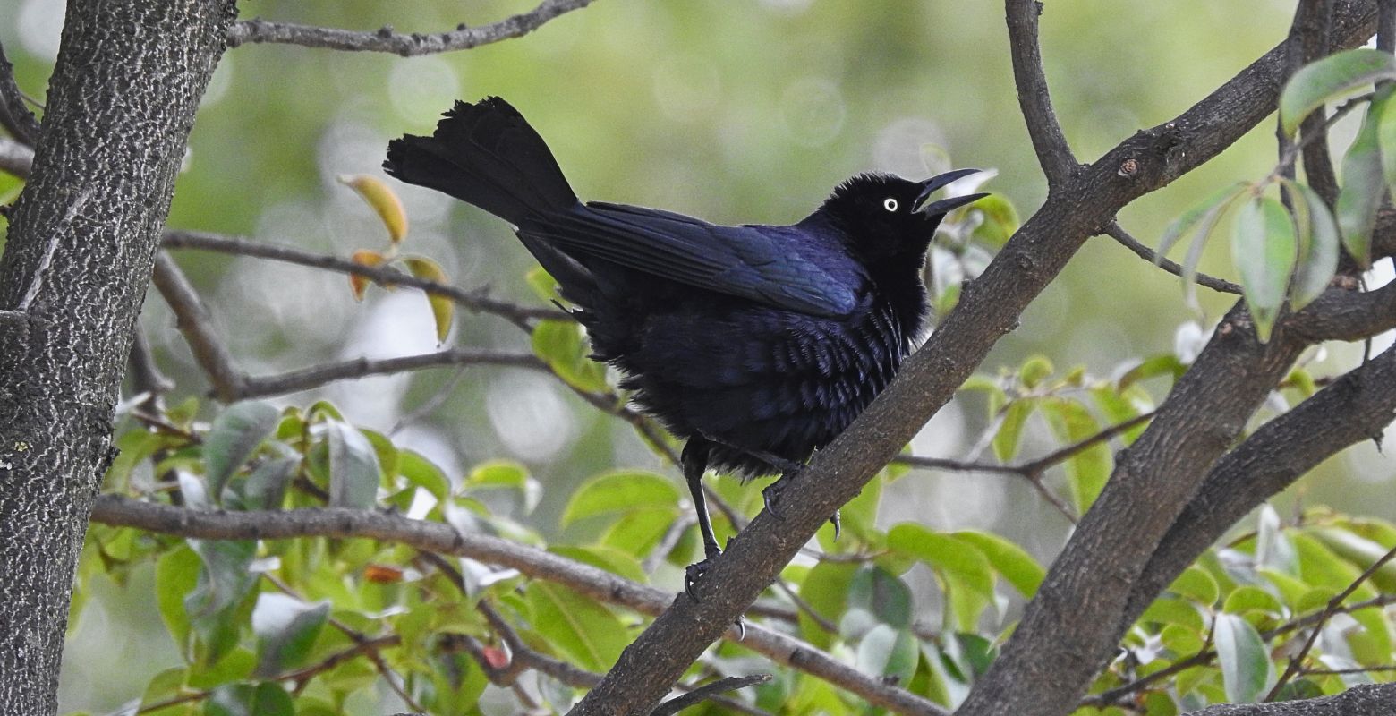 Tordo negro observado durante un recorrido de naturaleza en el Parque Metropolitano Timiza, localidad de Kennedy, Bogotá.