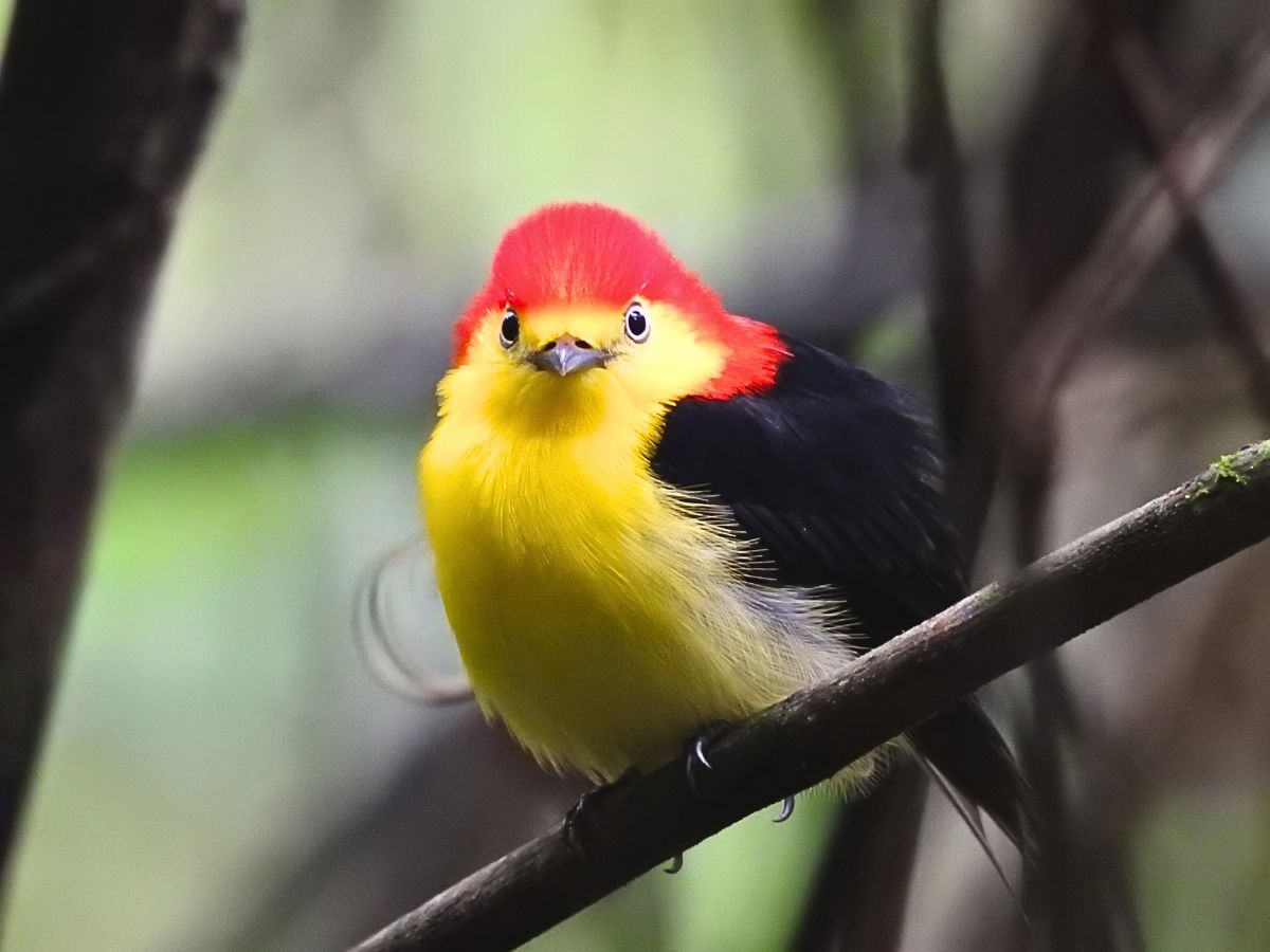 Wire-tailed Manakin (Pipra filicauda) photographed in Colombia during a birdwatching tour. A colorful Neotropical bird highly sought after by birders and wildlife photographers.