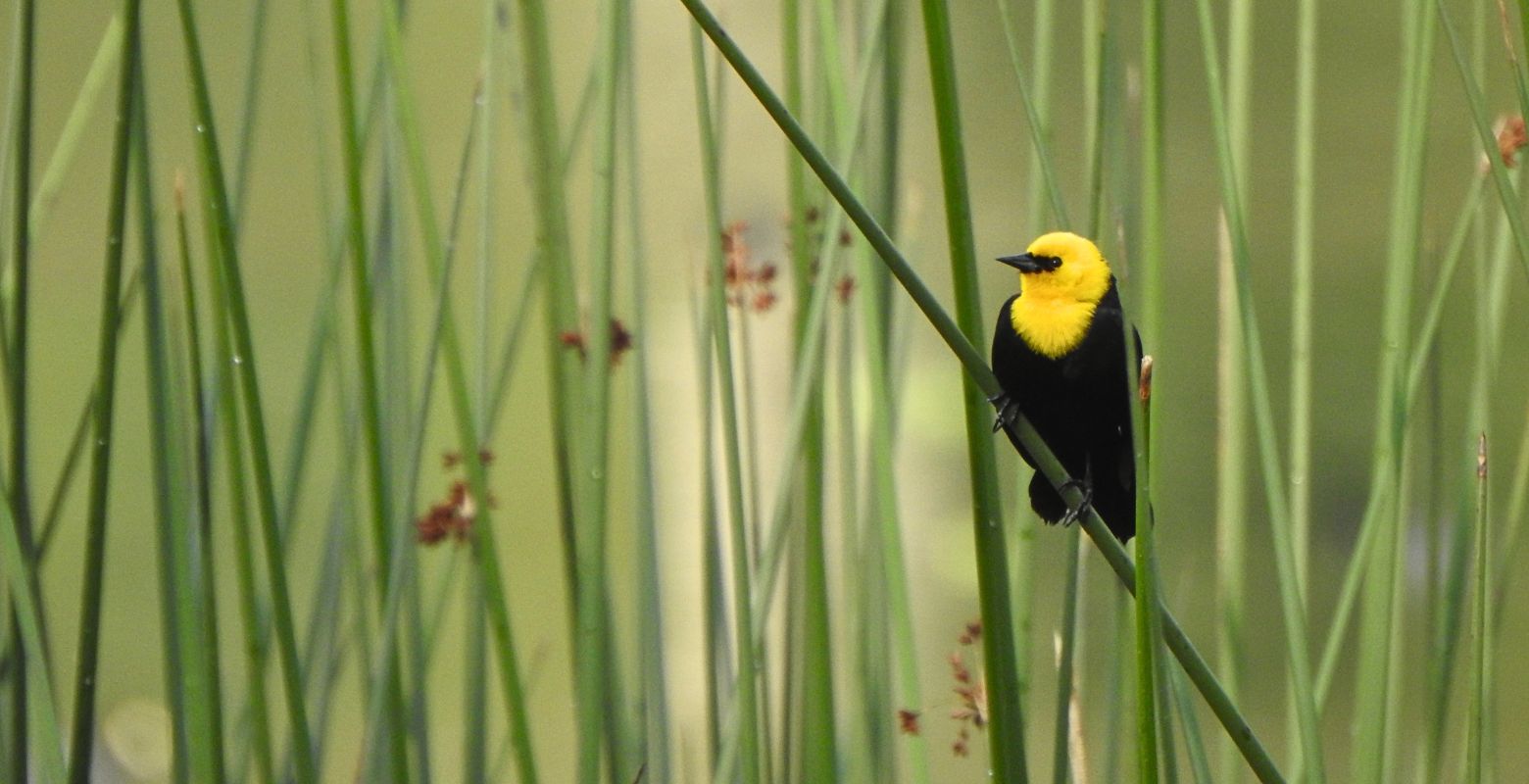 Monjita Bogotana (Yellow-hooded Blackbird) entre juncos del Sendero Ambiental del río Bogotá, en Kennedy, Bogotá.