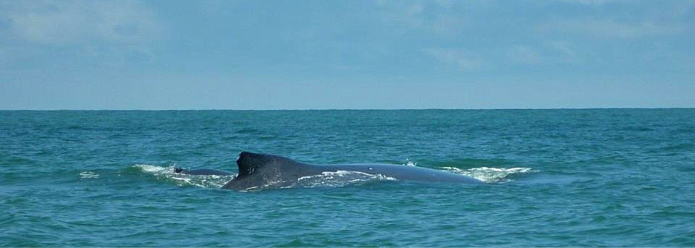 Ballena jorobada durante un tour de avistamiento de ballenas en Bahía Málaga, Pacífico colombiano.