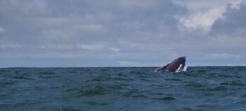 Avistamiento de Ballenas