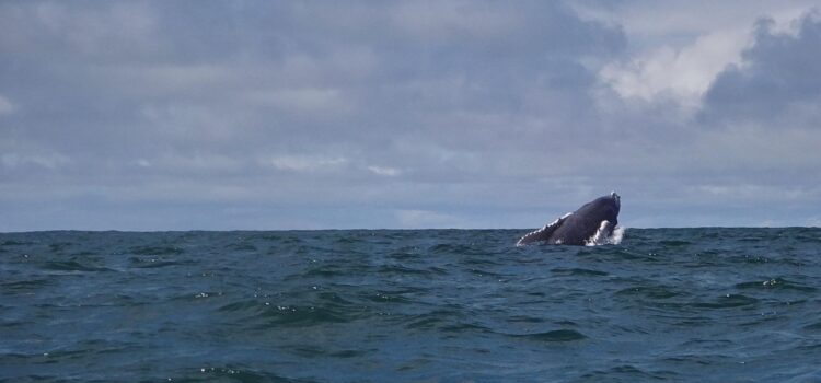 Avistamiento de Ballenas Una ballena jorobada emerge del océano mostrando el dorso y parte de la cabeza sobre la superficie. El mar presenta oleaje moderado y al fondo se observa el horizonte bajo un cielo nublado.