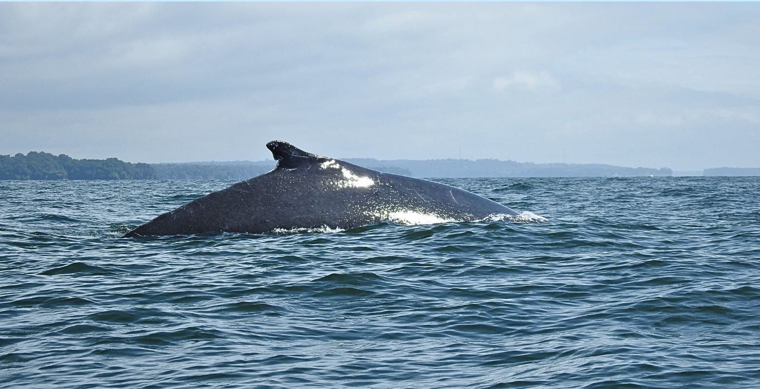 Ballena jorobada en la superficie del mar durante una jornada de observación responsable en Bahía Málaga.