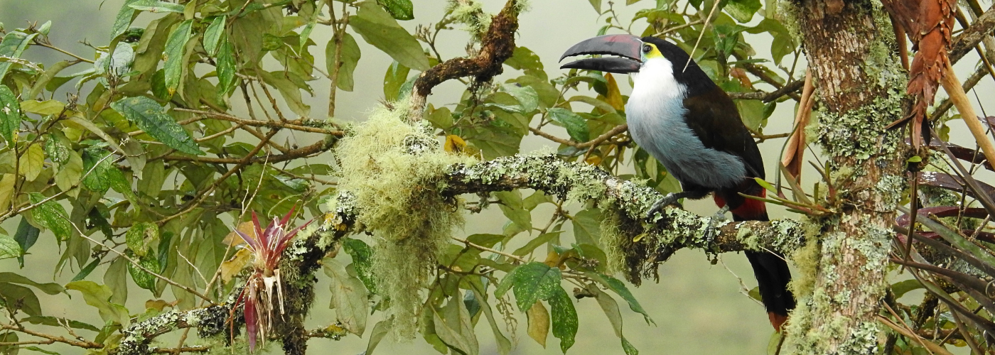 Black-billed Mountain-Toucan during a guided Colombia birdwatching tour in the Andean cloud forest.
