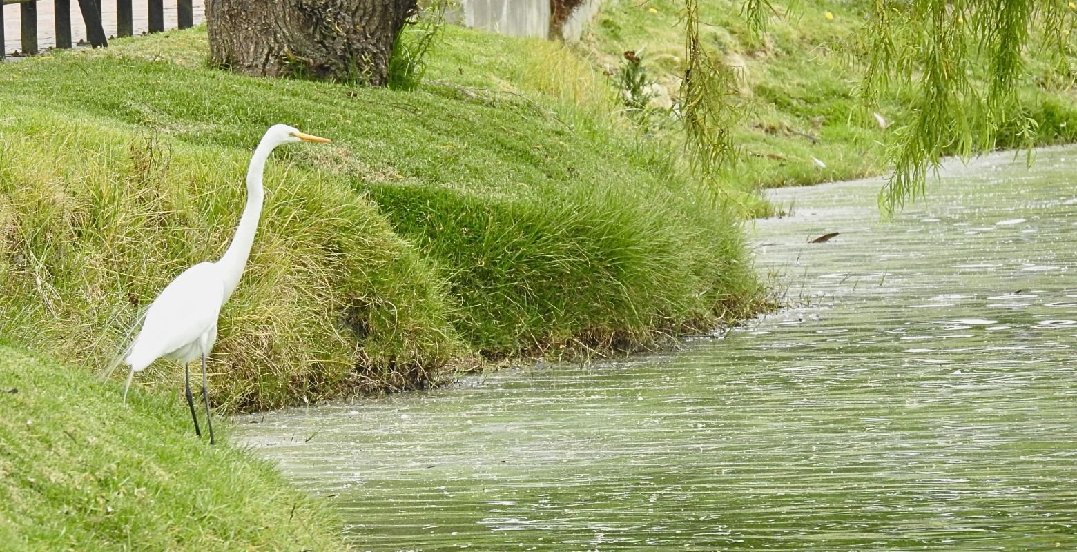 Garza Real (Ardea alba) en el Parque Metropolitano Timiza de Kennedy, Bogotá