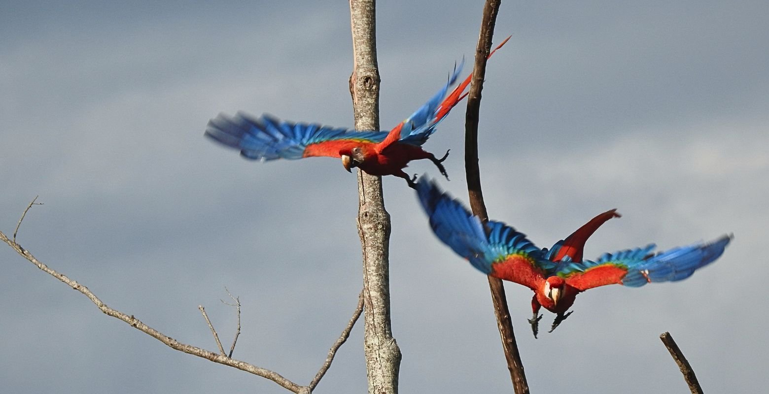 Pareja de guacamayas bandera (Ara macao) en vuelo sobre el paisaje natural de Caño Cristales, en La Macarena, Meta.