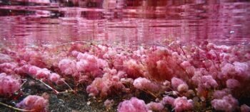 Caño Cristales