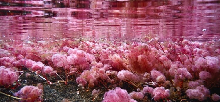 Caño Cristales Macarenia clavigera creciendo sobre el lecho rocoso de Caño Cristales, planta acuática endémica que da color al río en La Macarena, Meta.