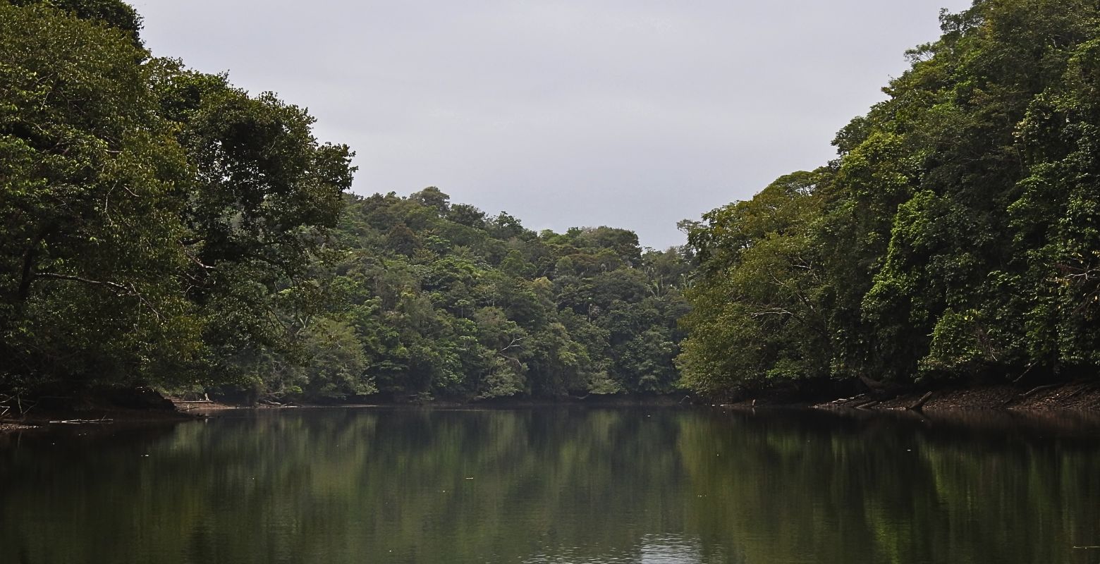 Canal natural rodeado por selva húmeda tropical en Bahía Málaga, uno de los ecosistemas más biodiversos del Pacífico colombiano.