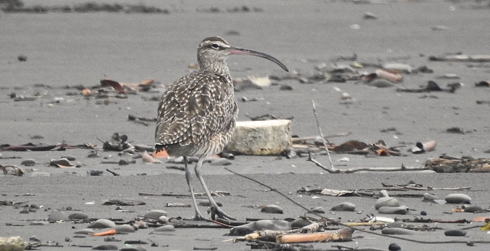 Zarapito trinador (Numenius phaeopus) sobre una playa de Bahía Málaga durante una jornada de observación de aves en el Pacífico colombiano.