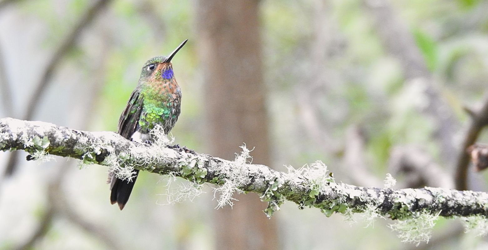 calzadito-reluciente-eriocnemis-vestita-monserrate-bogota