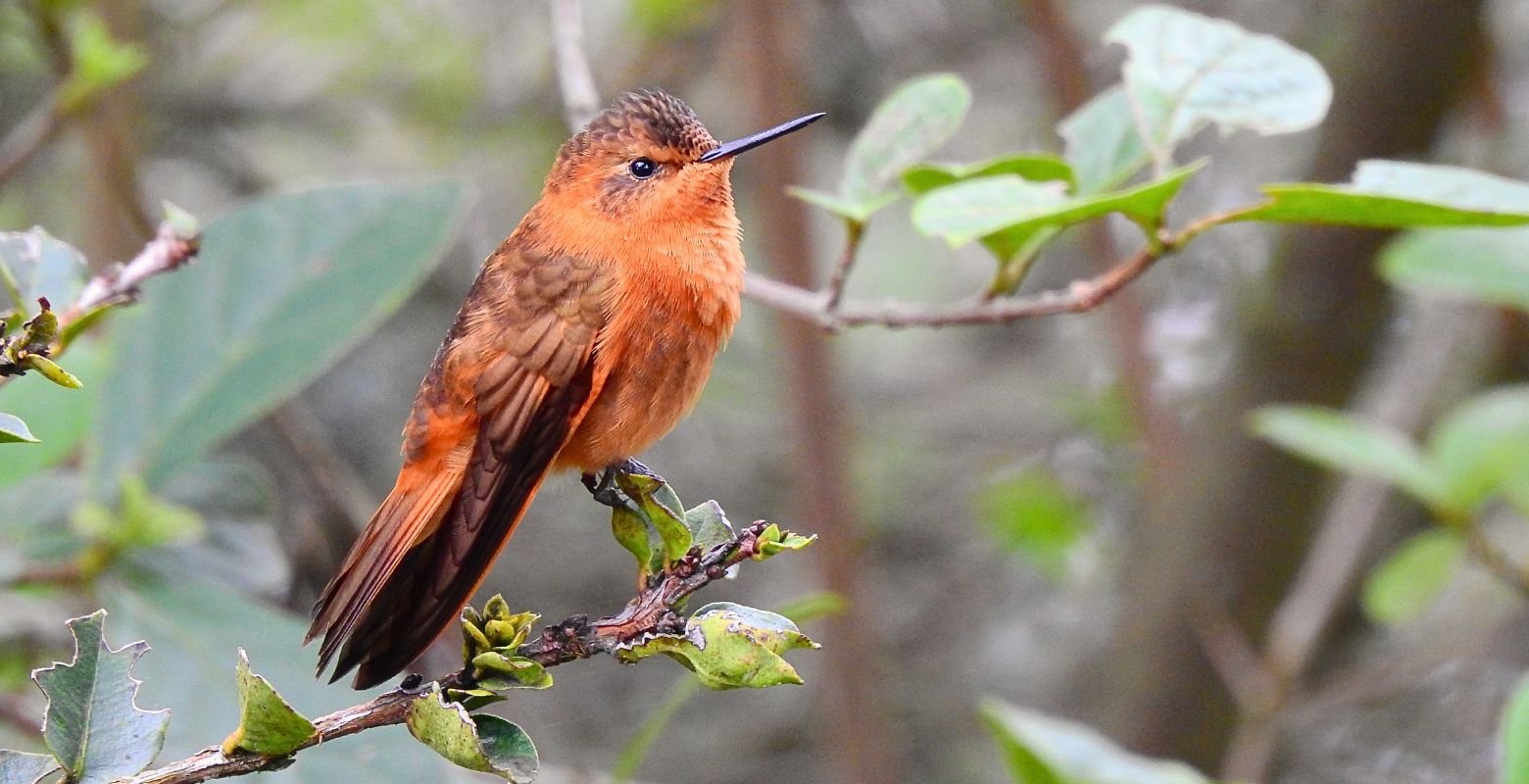 Colibrí paramuno (Aglaeactis cupripennis) posado sobre una rama en la vegetación altoandina de Monserrate.