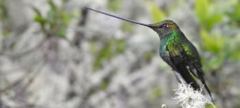 Observación de Colibríes en Monserrate Bogotá