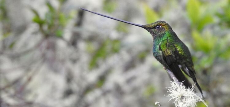 Observación de Colibríes en Monserrate Bogotá Colibrí picoespada (Ensifera ensifera) posado sobre una rama cubierta de líquenes en la vegetación altoandina de Monserrate.