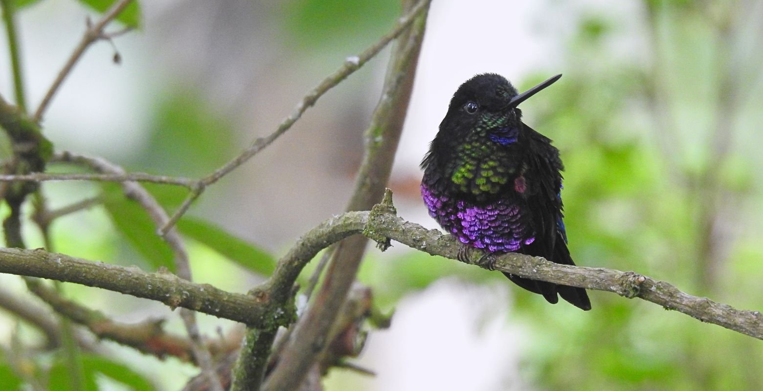 Colibrí ventrivioleta (Coeligena helianthea) posado sobre una rama en el bosque altoandino de Monserrate.
