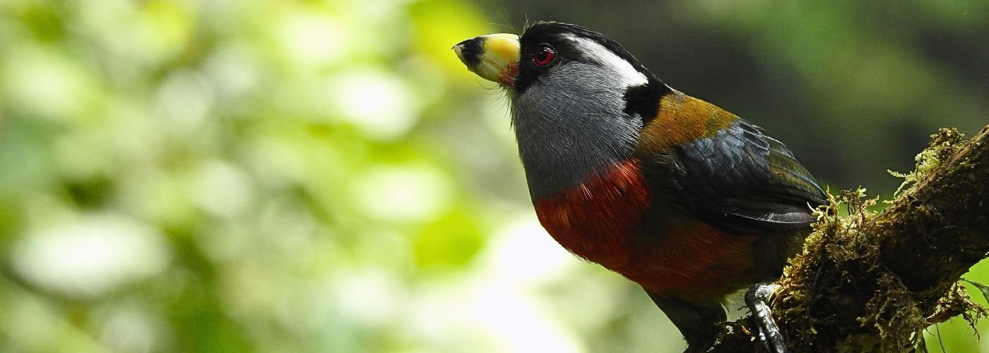 Toucan Barbet (Semnornis ramphastinus) in Colombia