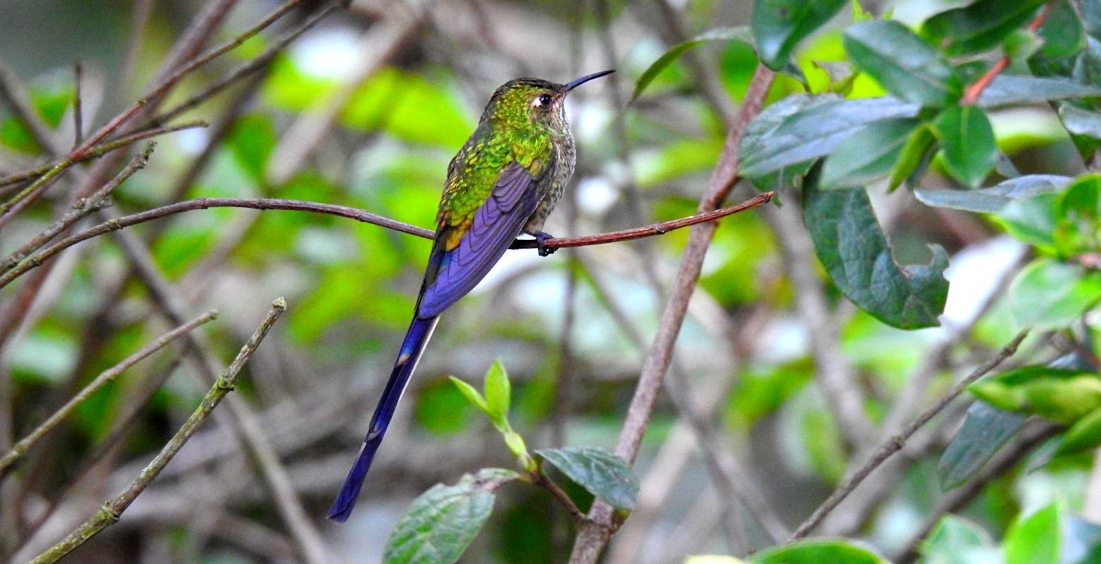 Cometa colinegro (Lesbia victoriae) posado sobre una rama en Monserrate