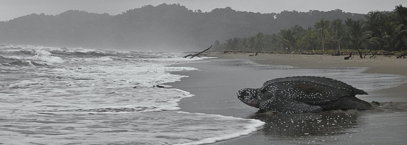 El Viaje de la Tortuga Caná | Descubre uno de los tesoros naturales de Colombia.